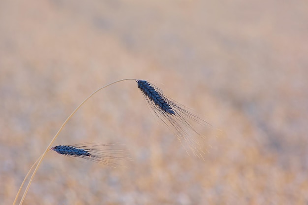 ear of barley in the sunset