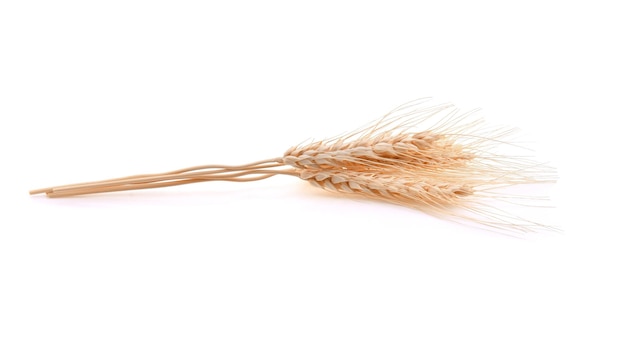 Ear of barley on white background