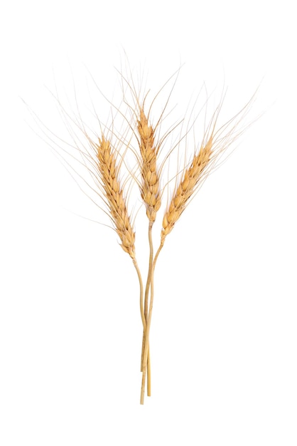 Ear of barley on white background