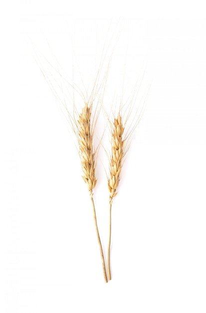 Ear of barley on white