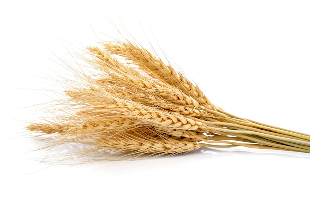 Ear of barley on white