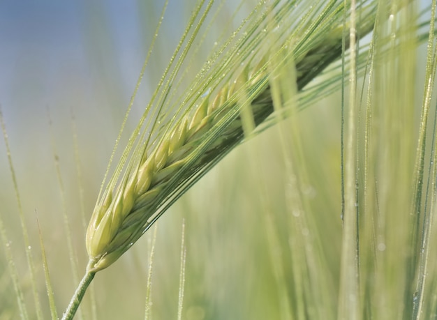 Ear of barley