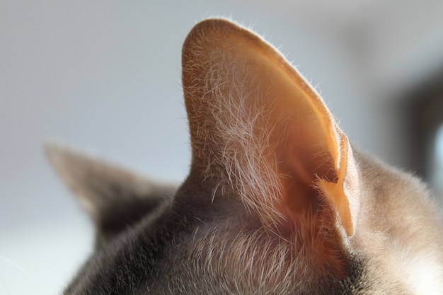 Ear cat close-up