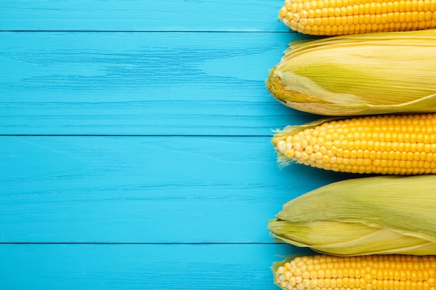 An ear of corn on blue background with copy space. Top view