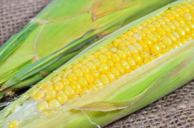 An ear of corn on gunny