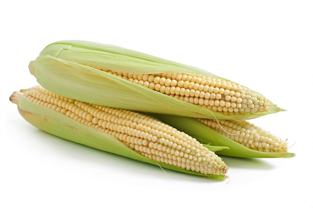 ear of corn isolated on a white