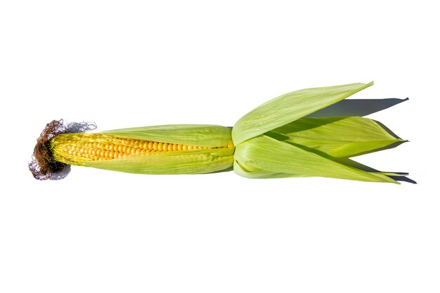 Photo an ear of corn isolated