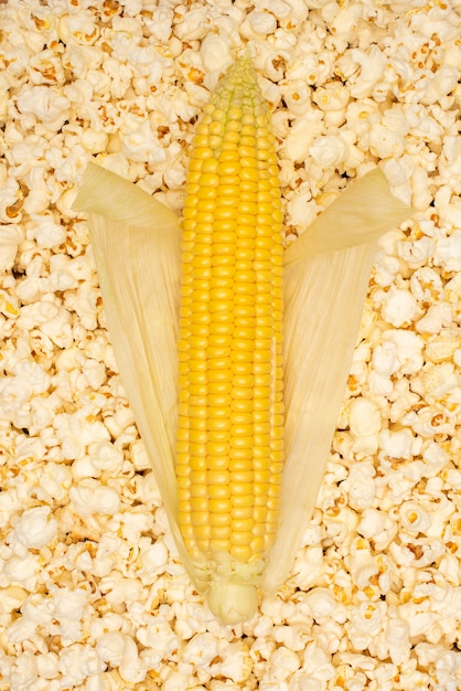 Ear of corn on popcorn. Ripe yellow corn with leaves is on top of a pile of salted popcorn.