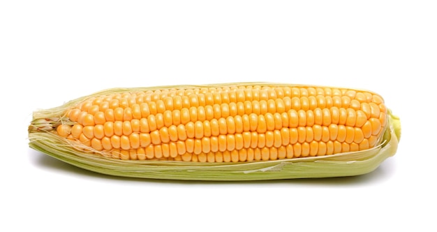 Ear of Corn