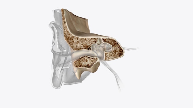 Photo ear coronal cross section of bones of head