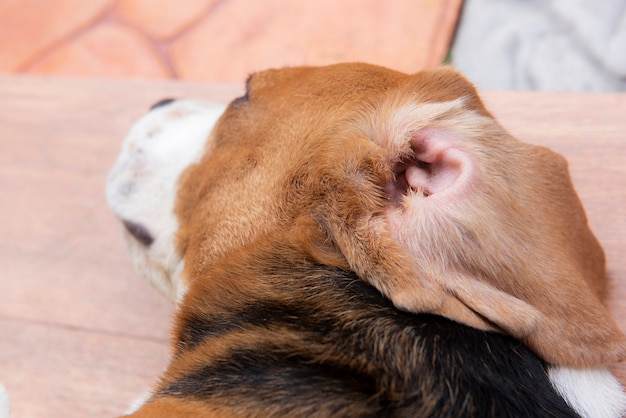 Ear inflammation of the beagle dog Caused by infection in the ear canal