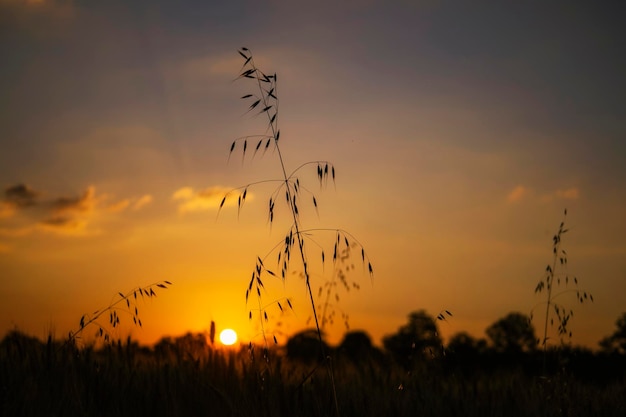 An ear of oats against the background of an orange sunrise