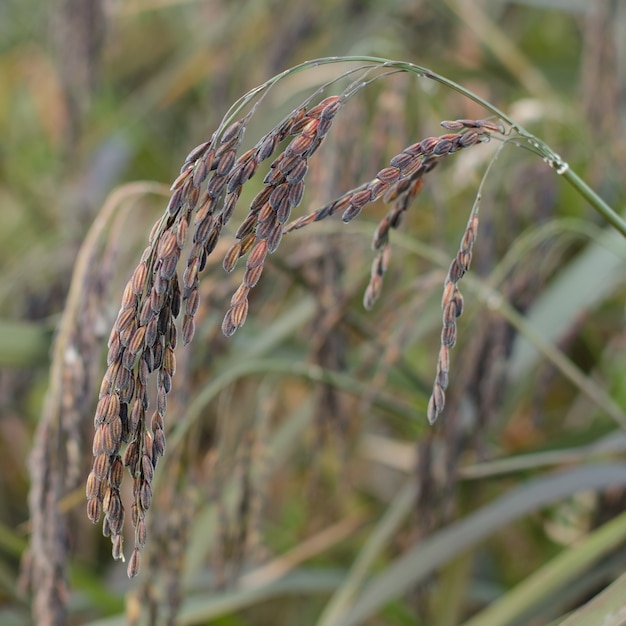 Ear of Rice, kleefrijst