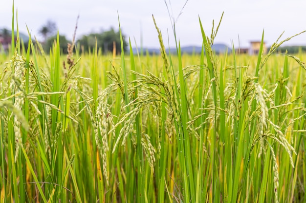 Ухо риса или рисовое поле