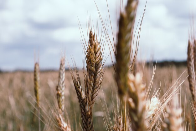 Ear of rye, leed een droogte met daaropvolgende zware regenval.