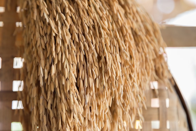 ear of paddy hanging on&#xA;threshing basket