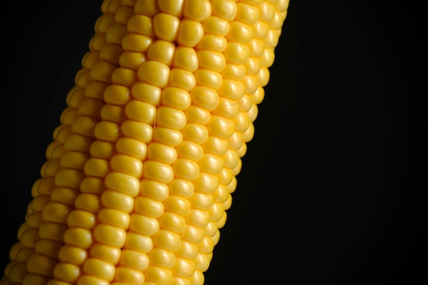 Ear raw ripe corn dark background closeup