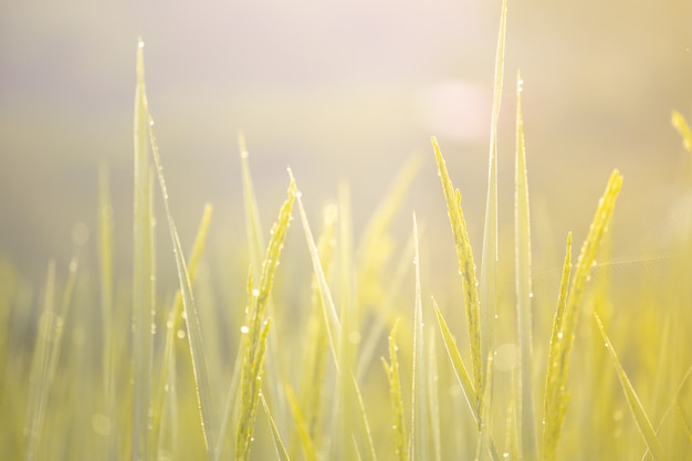 Ear of rice and golden morning light