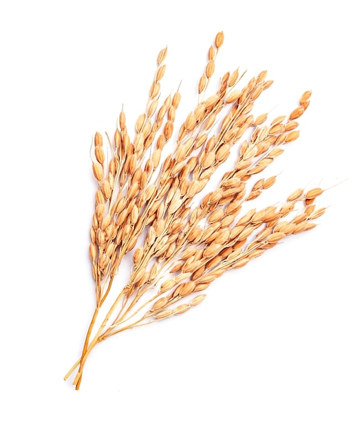 An ear of rice plant on white backgrounds