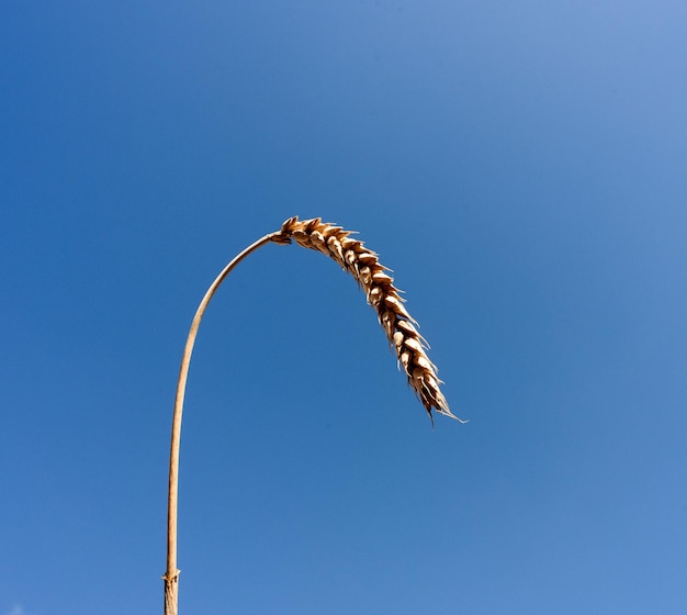 Ear of ripe corn grains and blue summer sky