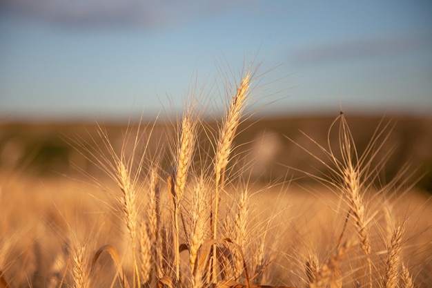 Ear of ripening wheat in a field in Eastern Europe