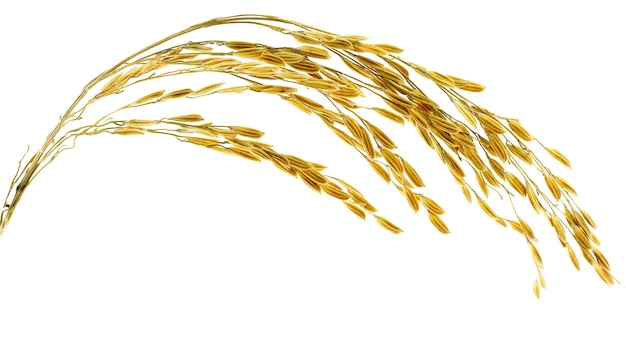 Ear of sticky paddy rice at isolated white background