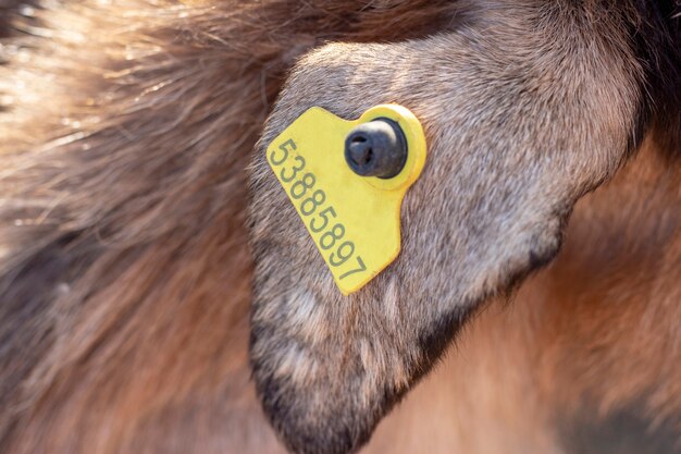 Ear tag on a farm animal