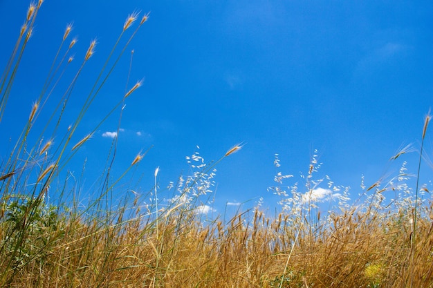 Photo ear of wheat and blue sky to copy space