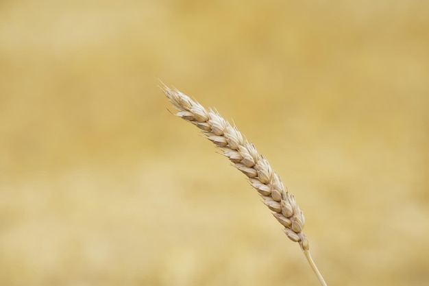 ear of wheat on the blurred background