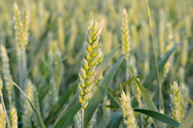 ear of wheat in the field close up