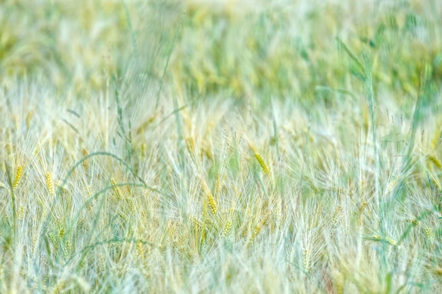 Ear of wheat field detail