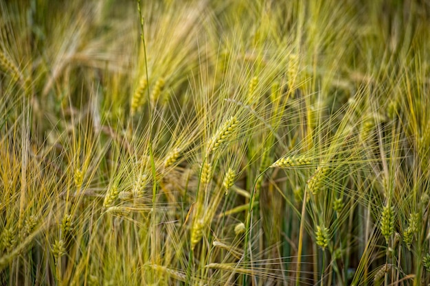 Ear of wheat field detail