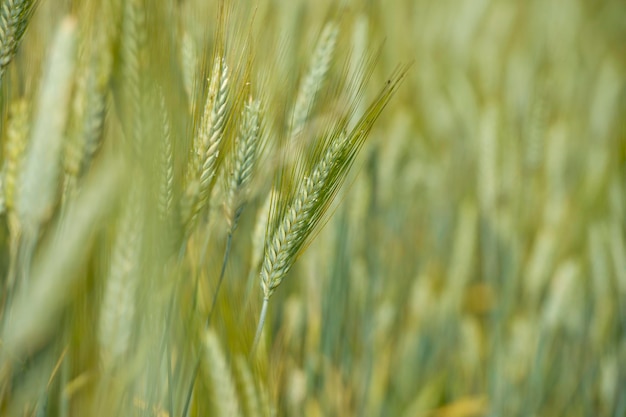 Ear of wheat field detail