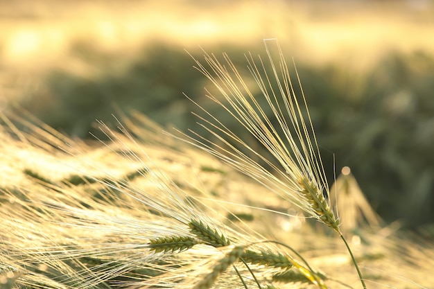 Ear of wheat in the field at dusk