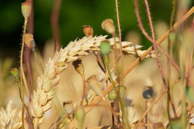 ear of wheat in the field