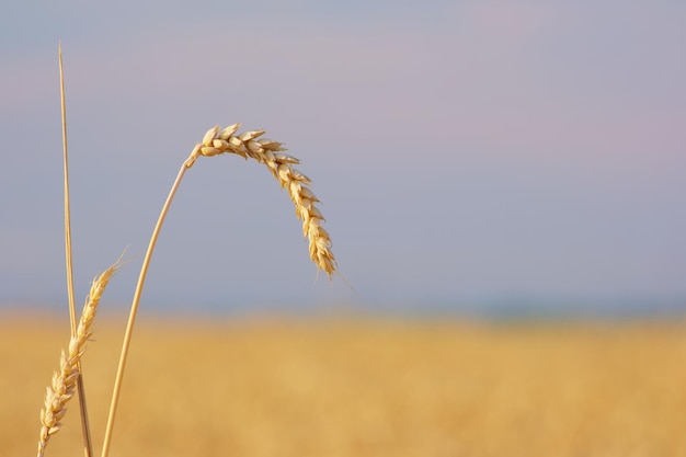 ear of wheat in the field