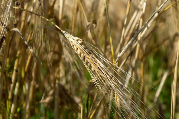 An ear of wheat in a huge wheat field