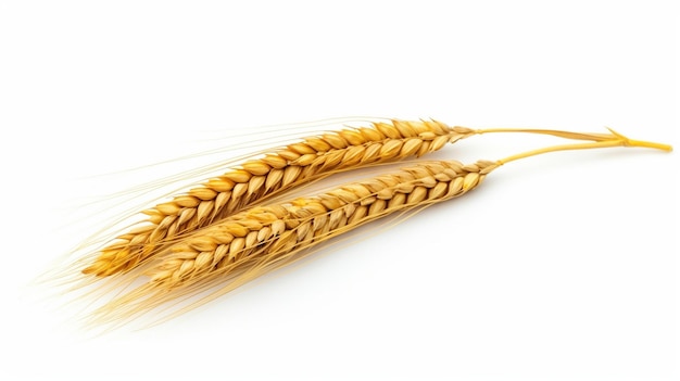 Ear of wheat isolated on white background