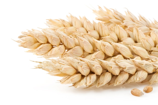 白い表面に分離された小麦の穂