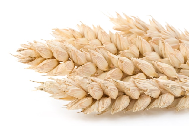 Ear of wheat isolated on white 