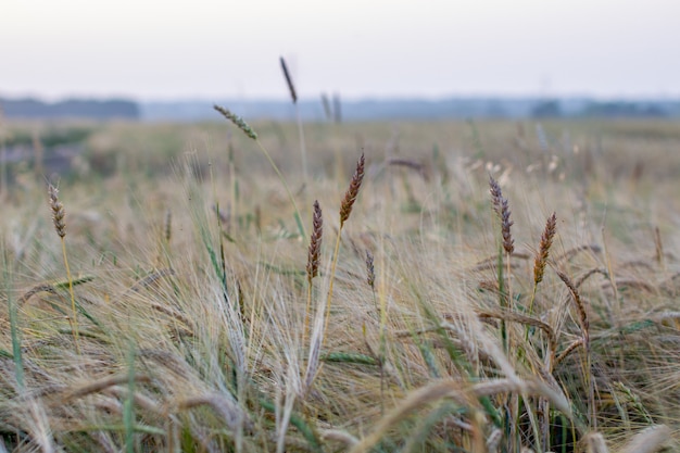 An ear of wheat or rye in the field. A field of rye at the harvest period.