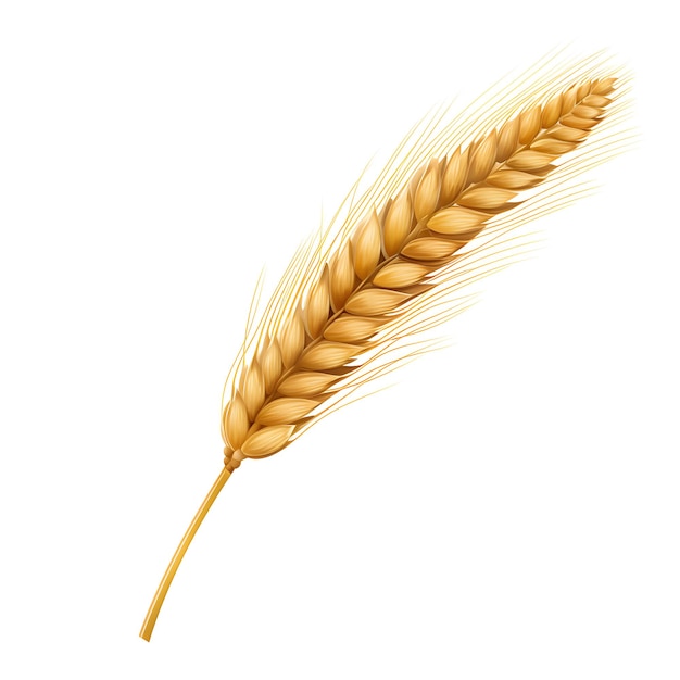 Photo ear of wheat spikelet isolated on transparent or white background