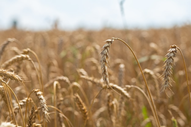 Ear of wheat on a sunny day