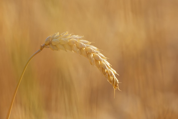 ear of wheat in the sunset light closeup