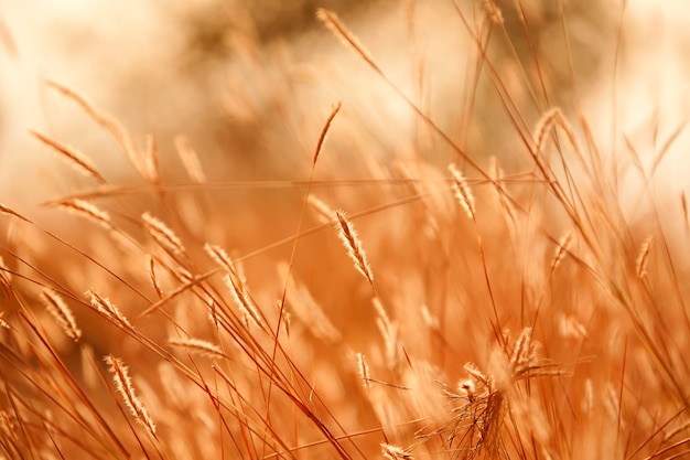 Ear of wheatand sun rays