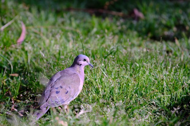 Eared Dove Zenaida auriculata walking on the grass looking for its food