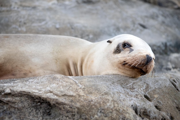 Eared seal marine mammal animal lying on rock