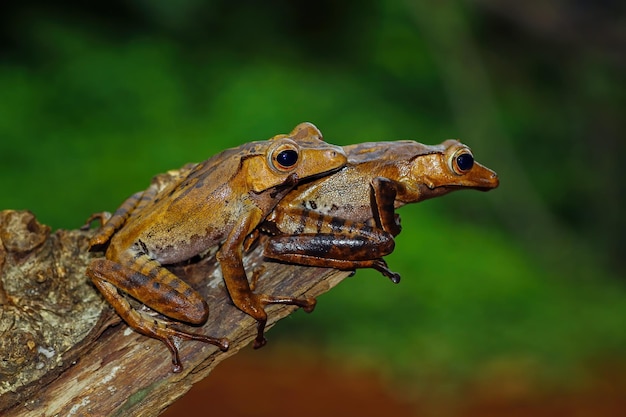 eared tree frogs on tree trunks Polypedates otilophus