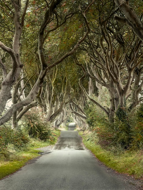 Early Autumn landscape of Road through the Dark Hedges a unique beech tree tunnel road n Ballymoney, Northern Ireland. Game of thrones location