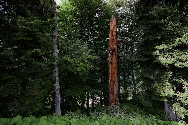 Early autumn mountain forest landscape. North Caucasus.